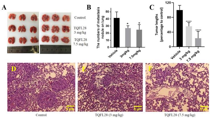 https://cdn.ncbi.nlm.nih.gov/pmc/blobs/759c/12191647/6bbd15e8549f/cimb-47-00412-g005.jpg