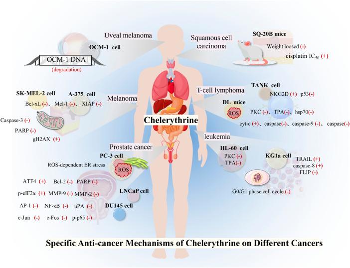 https://cdn.ncbi.nlm.nih.gov/pmc/blobs/75a2/9198297/41bbacea9bc5/fphar-13-906301-g004.jpg