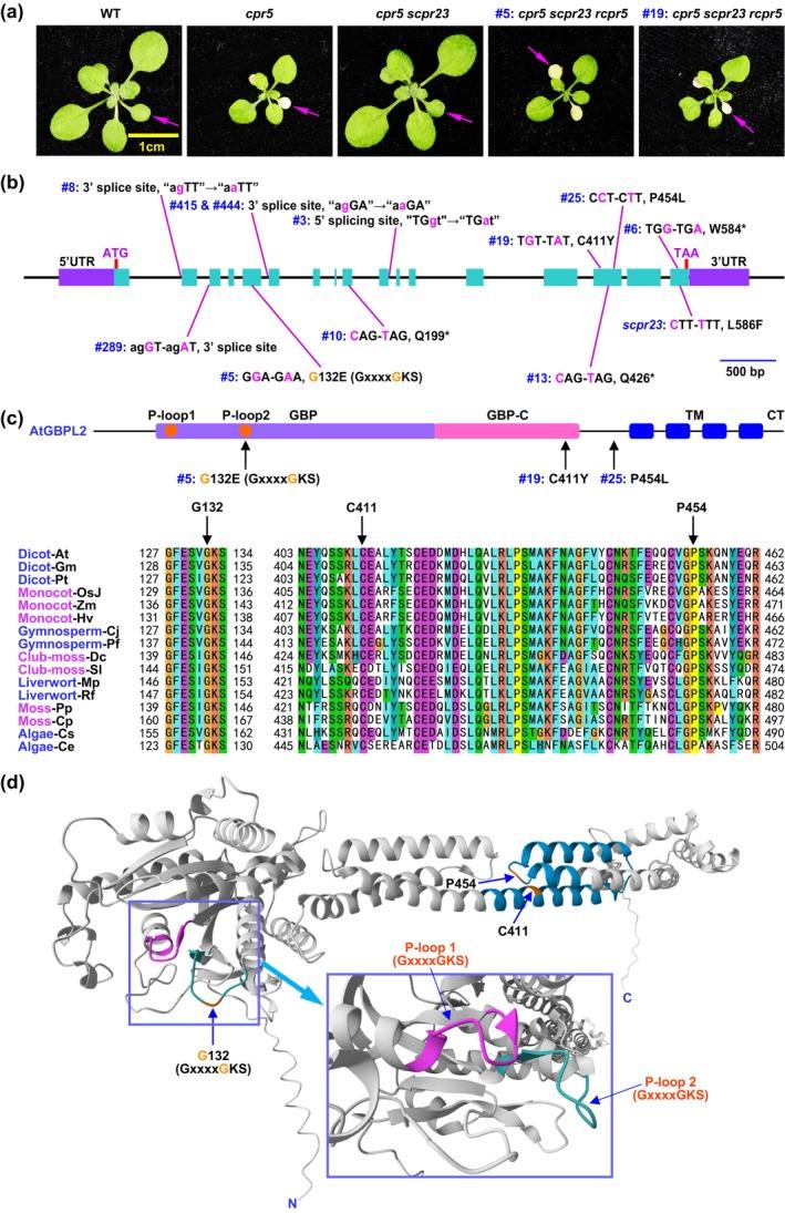 https://cdn.ncbi.nlm.nih.gov/pmc/blobs/75a3/12034427/196d147c9893/MPP-26-e70086-g004.jpg