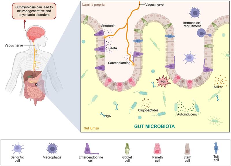https://cdn.ncbi.nlm.nih.gov/pmc/blobs/75a4/11988266/8e857c2f0938/KGMI_A_2486518_F0002_OC.jpg