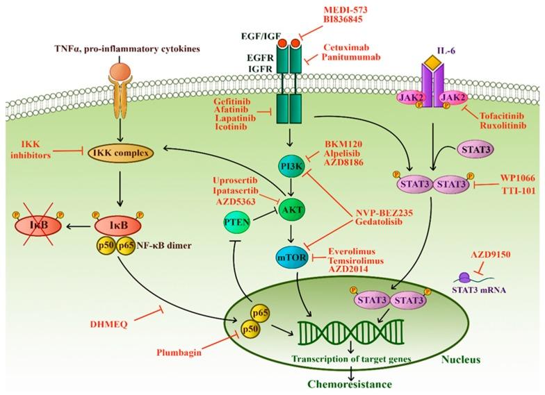 https://cdn.ncbi.nlm.nih.gov/pmc/blobs/75a6/6770896/ce0de7e15c39/cells-08-00957-g005.jpg