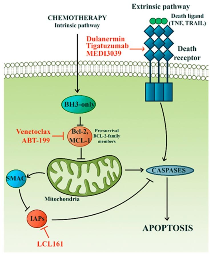 https://cdn.ncbi.nlm.nih.gov/pmc/blobs/75a6/6770896/ef97297a4d57/cells-08-00957-g004.jpg