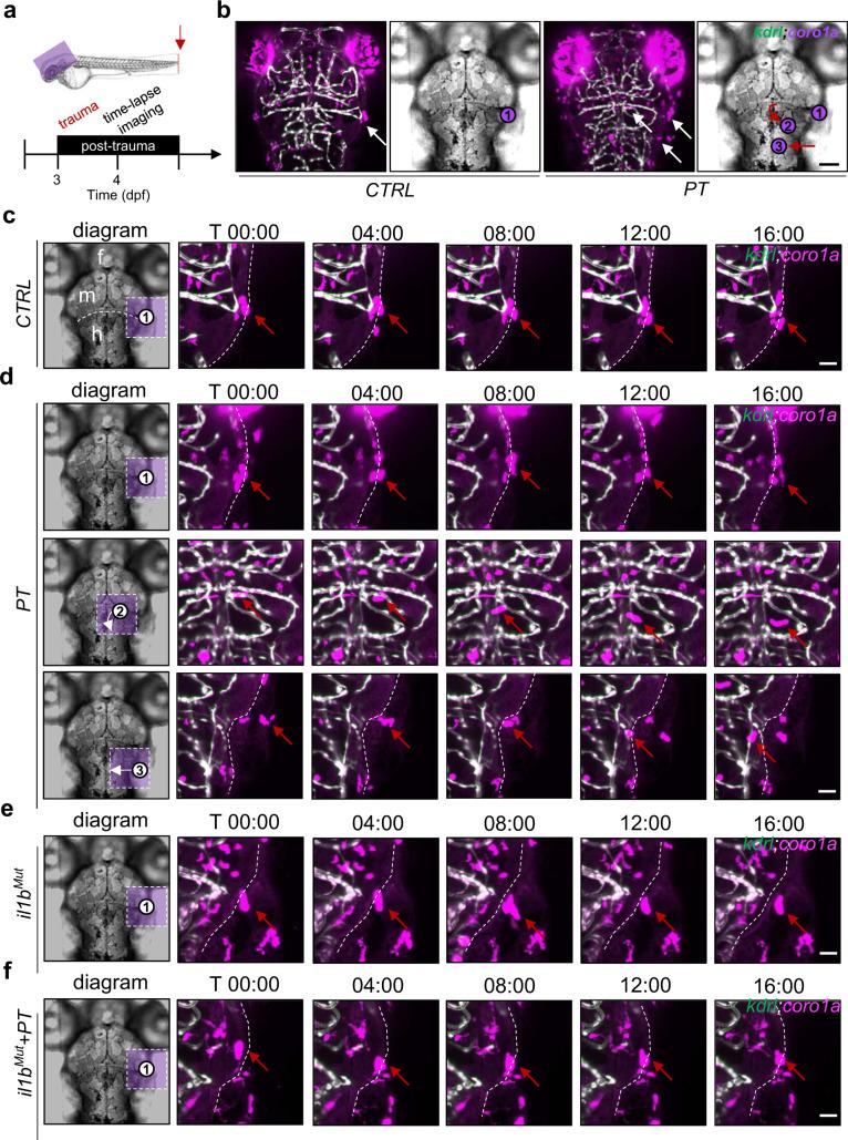 https://cdn.ncbi.nlm.nih.gov/pmc/blobs/75ac/9356012/2b04818036e2/12276_2022_801_Fig4_HTML.jpg