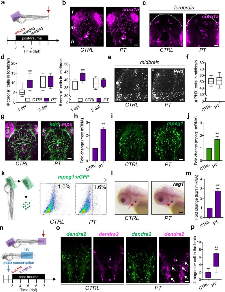 https://cdn.ncbi.nlm.nih.gov/pmc/blobs/75ac/9356012/66bc9851c114/12276_2022_801_Fig1_HTML.jpg