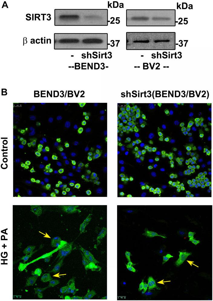 https://cdn.ncbi.nlm.nih.gov/pmc/blobs/75b0/8355826/39d689adbc2c/fnagi-13-716616-g005.jpg