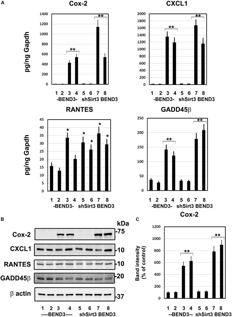 https://cdn.ncbi.nlm.nih.gov/pmc/blobs/75b0/8355826/beeaa2a6cff9/fnagi-13-716616-g004.jpg