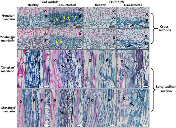 https://cdn.ncbi.nlm.nih.gov/pmc/blobs/75b3/8225937/b0e4ca358fc0/fmicb-12-681251-g007.jpg