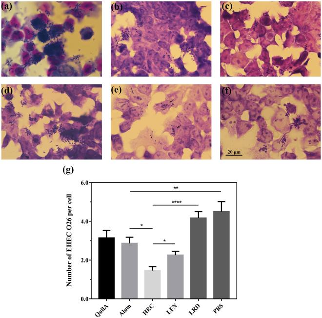 https://cdn.ncbi.nlm.nih.gov/pmc/blobs/75b6/5645426/3fe55534984e/41598_2017_13570_Fig5_HTML.jpg