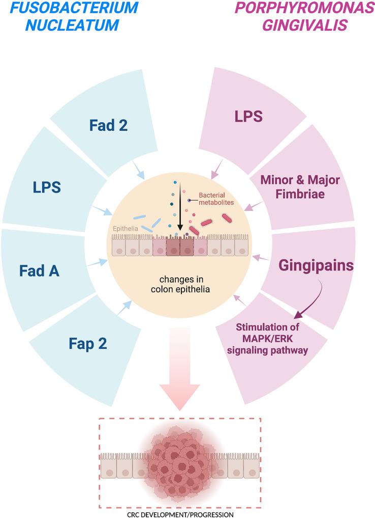 https://cdn.ncbi.nlm.nih.gov/pmc/blobs/75ba/10130407/2f774be65cde/fcimb-13-1159822-g001.jpg