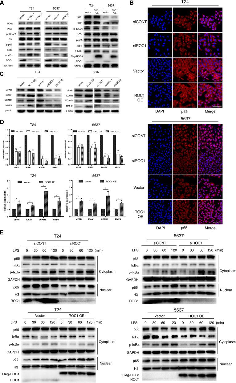 https://cdn.ncbi.nlm.nih.gov/pmc/blobs/75ba/8106150/69f8ee0daa09/13046_2021_1935_Fig3_HTML.jpg