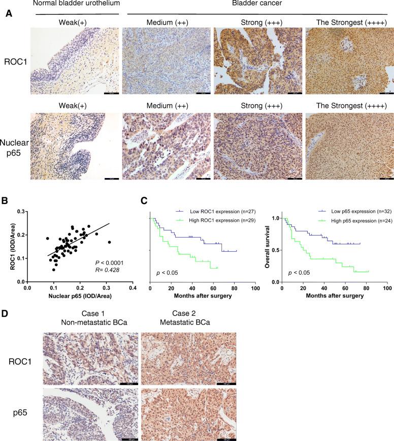 https://cdn.ncbi.nlm.nih.gov/pmc/blobs/75ba/8106150/774821f76371/13046_2021_1935_Fig1_HTML.jpg