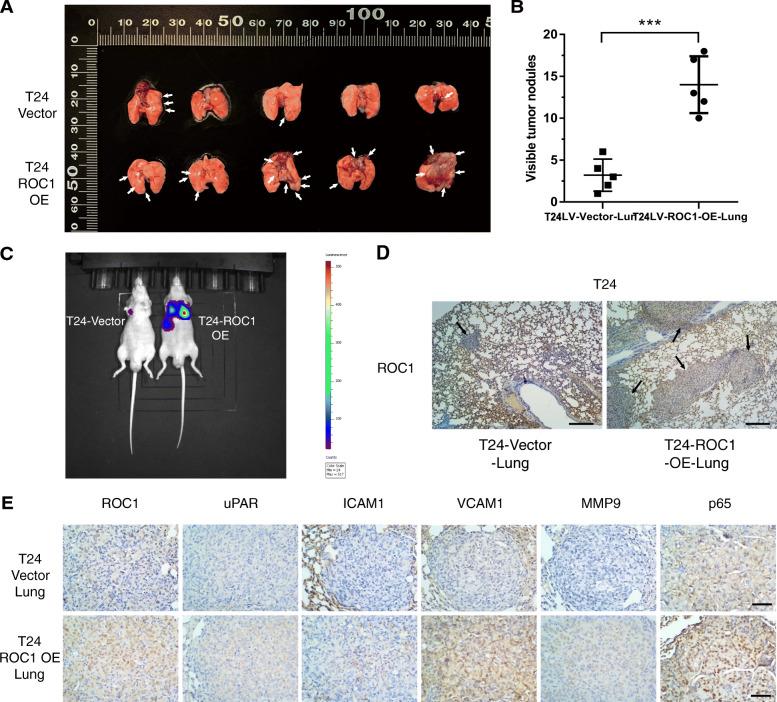 https://cdn.ncbi.nlm.nih.gov/pmc/blobs/75ba/8106150/ac0f045b7d64/13046_2021_1935_Fig6_HTML.jpg