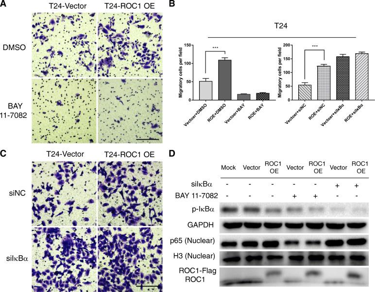 https://cdn.ncbi.nlm.nih.gov/pmc/blobs/75ba/8106150/e6990b0a6d13/13046_2021_1935_Fig5_HTML.jpg