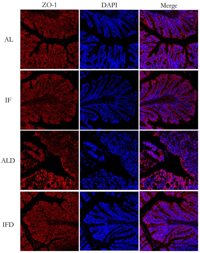 https://cdn.ncbi.nlm.nih.gov/pmc/blobs/75ba/9788567/cb08c009286c/nutrients-14-05311-g007.jpg