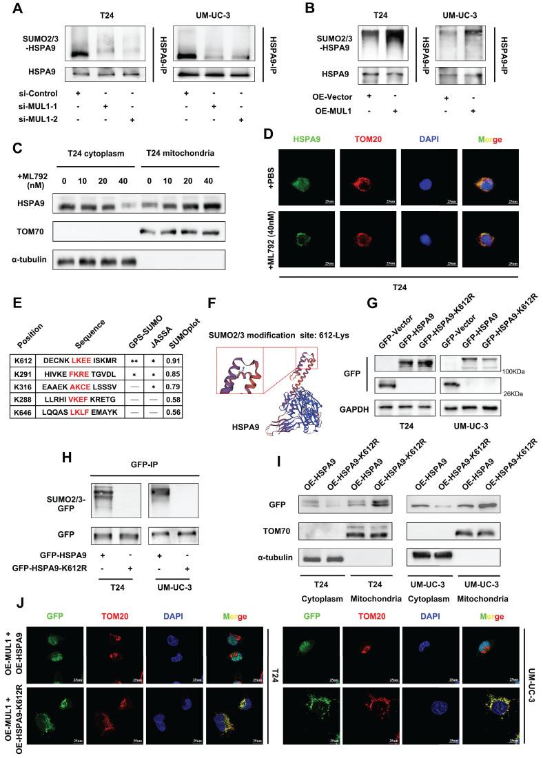 https://cdn.ncbi.nlm.nih.gov/pmc/blobs/75bc/11302872/a5ea537919e8/ijbsv20p3986g003.jpg