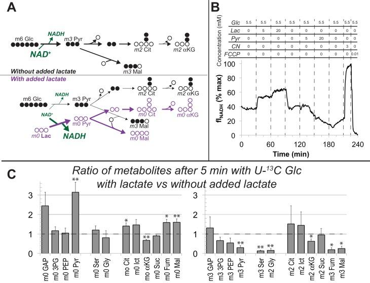 https://cdn.ncbi.nlm.nih.gov/pmc/blobs/75bc/5617631/0144e2ce3f07/elife-28899-fig7.jpg