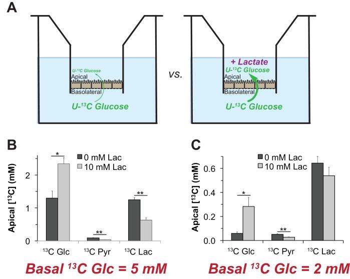 https://cdn.ncbi.nlm.nih.gov/pmc/blobs/75bc/5617631/3248f4452060/elife-28899-fig9.jpg