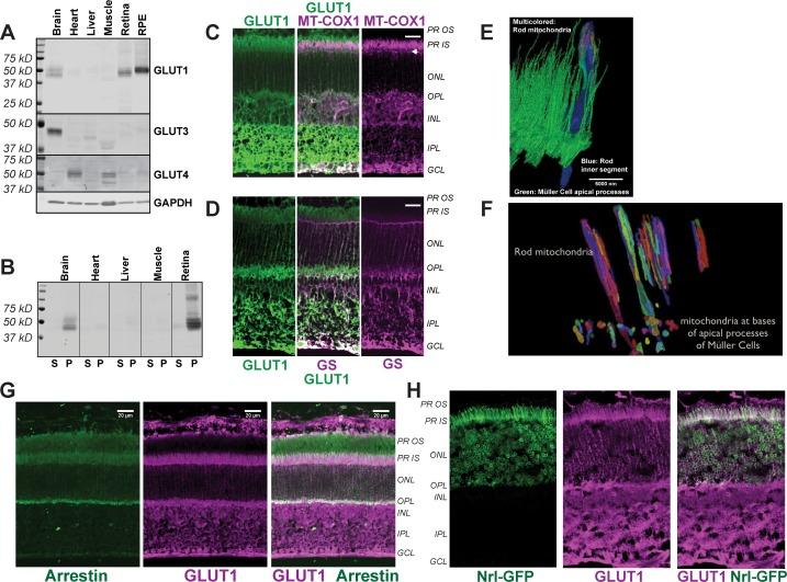 https://cdn.ncbi.nlm.nih.gov/pmc/blobs/75bc/5617631/5ae219e730d1/elife-28899-fig1.jpg