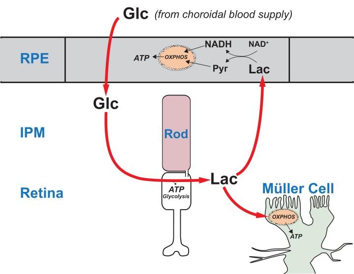 https://cdn.ncbi.nlm.nih.gov/pmc/blobs/75bc/5617631/c5e5da1c39af/elife-28899-fig10.jpg