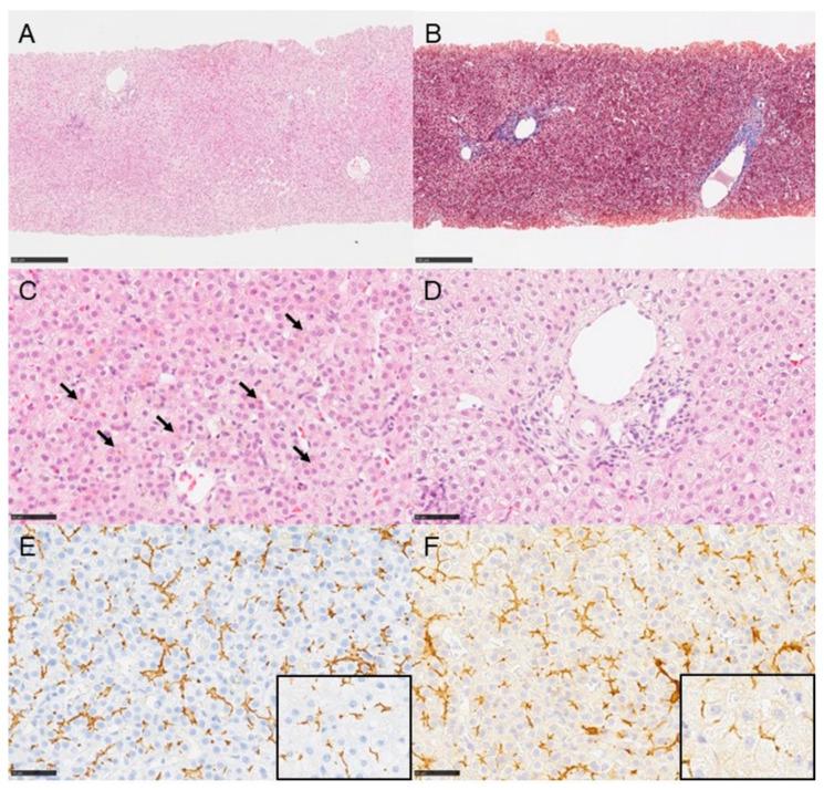 https://cdn.ncbi.nlm.nih.gov/pmc/blobs/75c1/10532077/344385e4b4d9/jcm-12-05979-g002.jpg