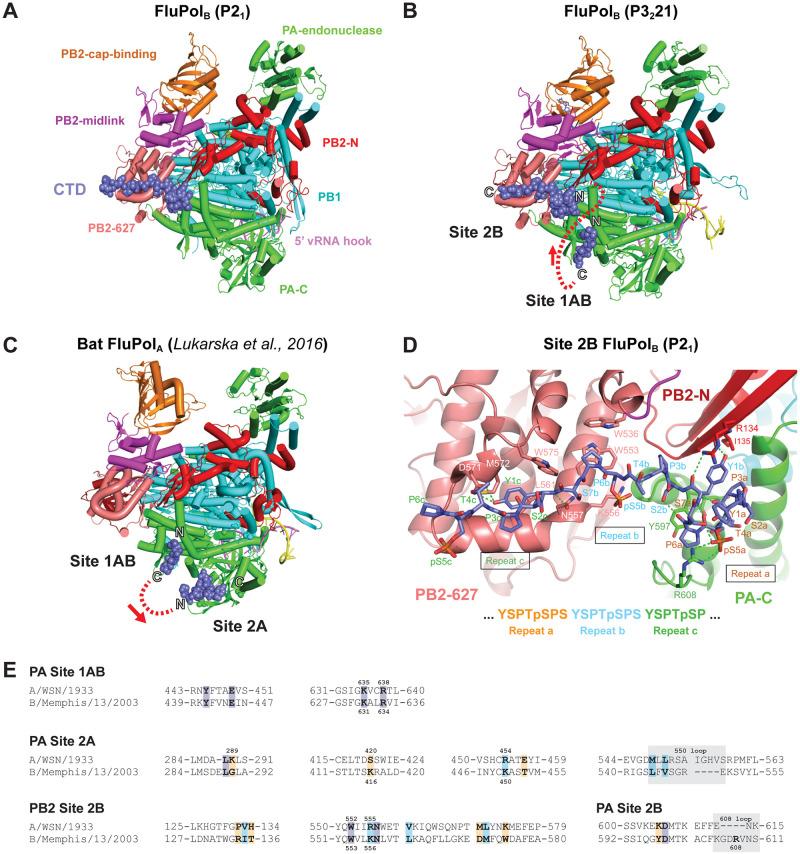 https://cdn.ncbi.nlm.nih.gov/pmc/blobs/75c5/9242477/35a5b86d94ac/ppat.1010328.g001.jpg