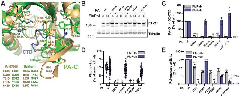 https://cdn.ncbi.nlm.nih.gov/pmc/blobs/75c5/9242477/695cfdf4f410/ppat.1010328.g004.jpg