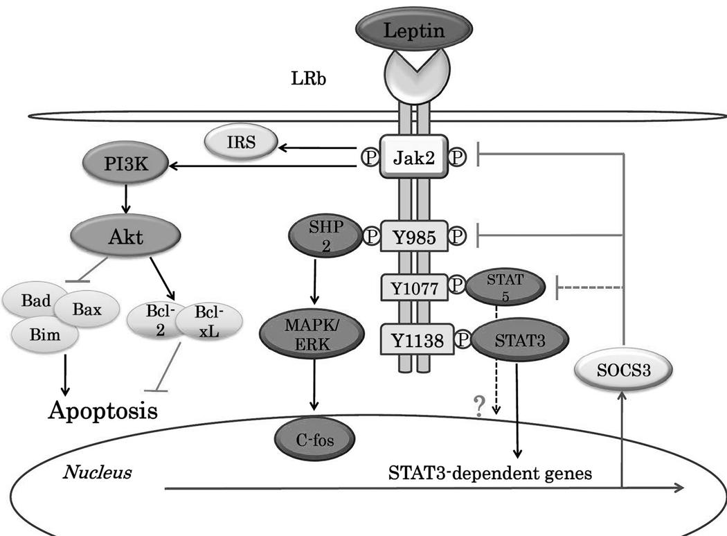 https://cdn.ncbi.nlm.nih.gov/pmc/blobs/75c6/3079783/80cf4f1f1ab8/nihms253714f1.jpg