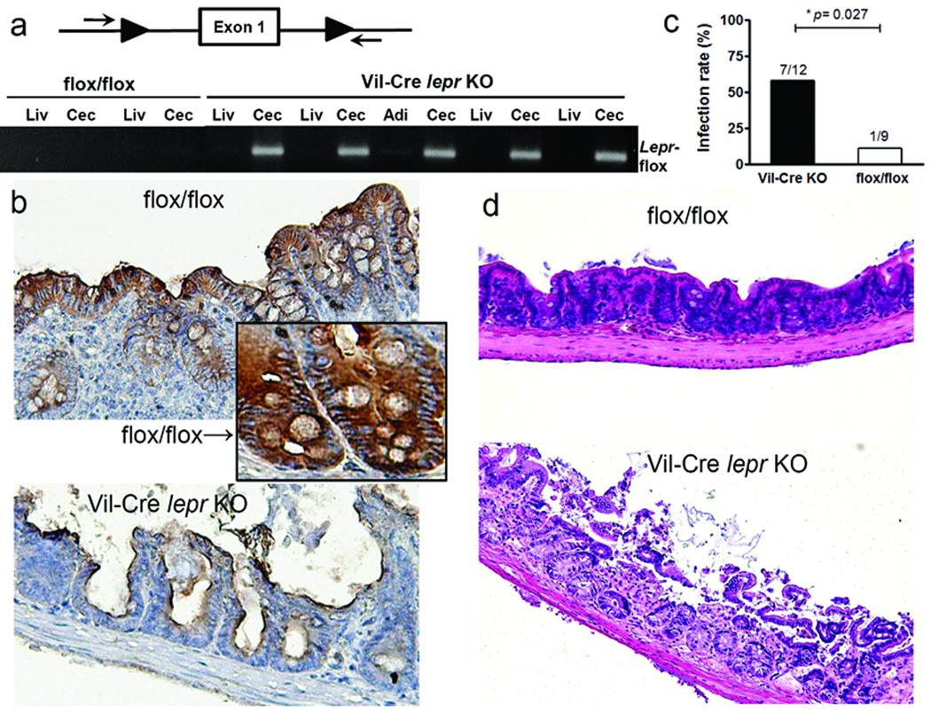 https://cdn.ncbi.nlm.nih.gov/pmc/blobs/75c6/3079783/eedeac1fd72c/nihms253714f5.jpg