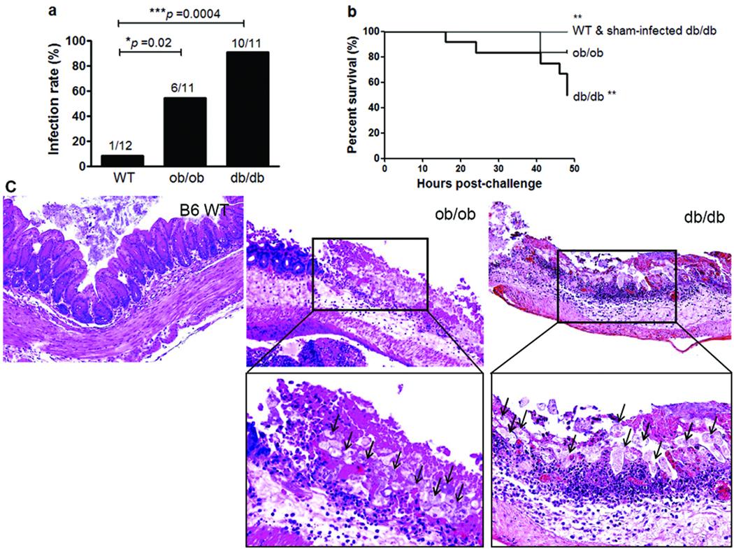 https://cdn.ncbi.nlm.nih.gov/pmc/blobs/75c6/3079783/f7363e801b6a/nihms253714f2.jpg