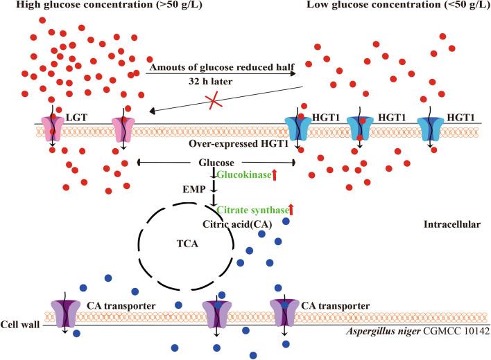 https://cdn.ncbi.nlm.nih.gov/pmc/blobs/75c8/8394697/a9562c6aa136/12934_2021_1659_Fig1_HTML.jpg