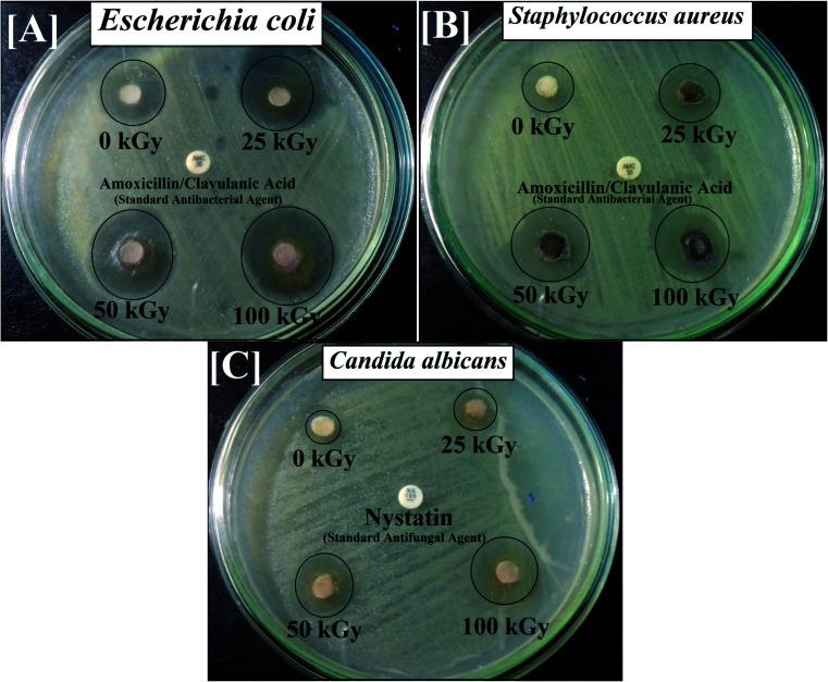 https://cdn.ncbi.nlm.nih.gov/pmc/blobs/75c8/9049020/512a384e45d7/c9ra10505k-f4.jpg