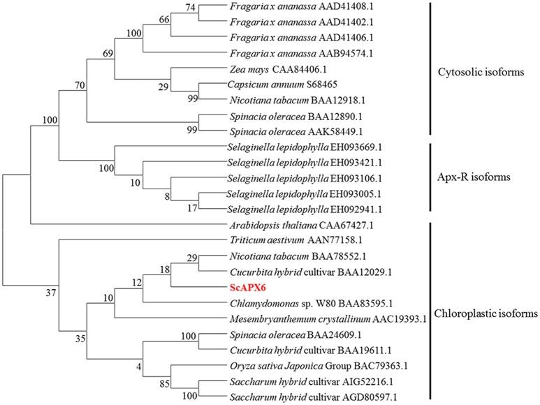 https://cdn.ncbi.nlm.nih.gov/pmc/blobs/75c9/5776131/a630f6ac3680/fpls-08-02262-g0003.jpg