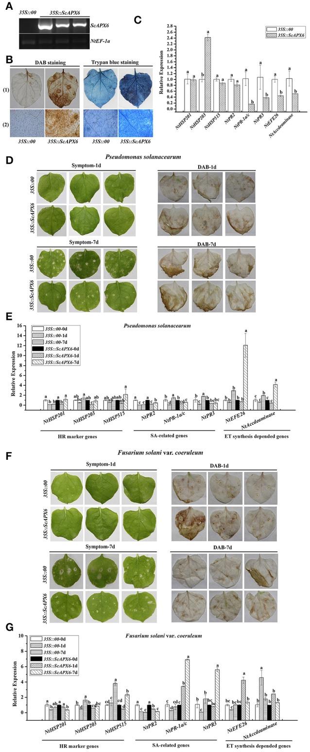 https://cdn.ncbi.nlm.nih.gov/pmc/blobs/75c9/5776131/abd2019baf05/fpls-08-02262-g0009.jpg