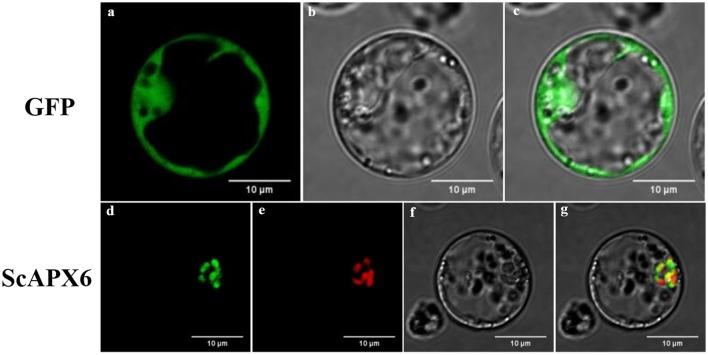 https://cdn.ncbi.nlm.nih.gov/pmc/blobs/75c9/5776131/c6f6808dfc6f/fpls-08-02262-g0004.jpg