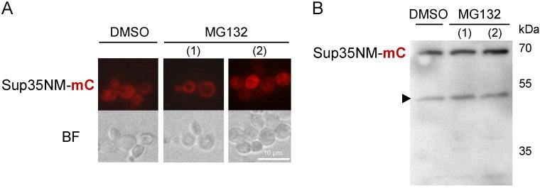 https://cdn.ncbi.nlm.nih.gov/pmc/blobs/75ca/9774836/fe18d7fb6cb4/biology-11-01688-g006.jpg