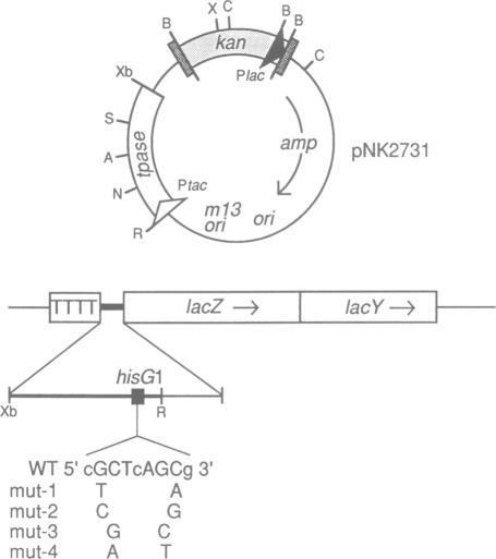 https://cdn.ncbi.nlm.nih.gov/pmc/blobs/75ce/556507/339ca1b7c268/emboj00087-0357-b.jpg