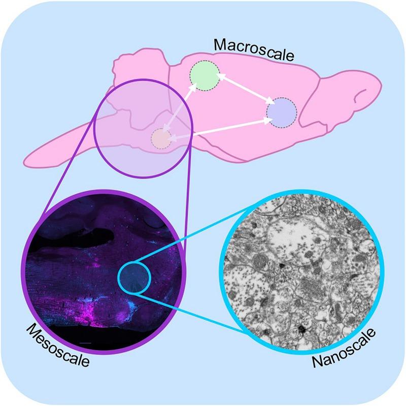 https://cdn.ncbi.nlm.nih.gov/pmc/blobs/75cf/6718611/411ab792b043/fnins-13-00897-g001.jpg