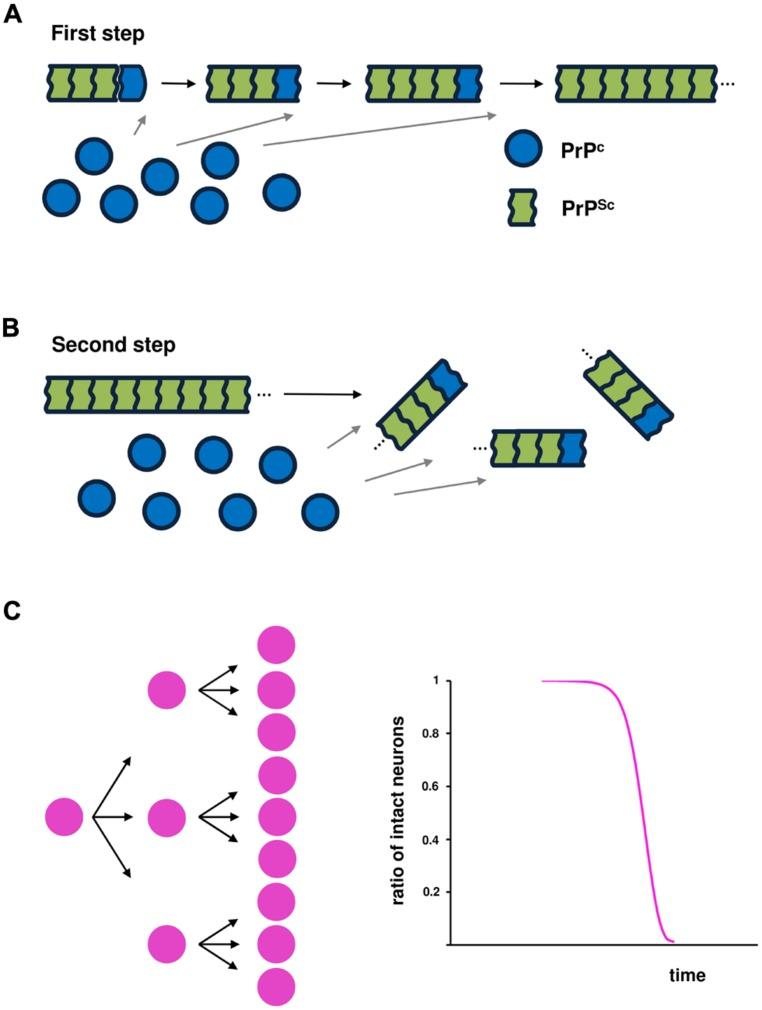 https://cdn.ncbi.nlm.nih.gov/pmc/blobs/75d1/4215625/d9eff16edc40/fncel-08-00359-g001.jpg