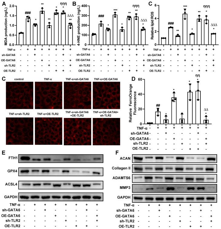 https://cdn.ncbi.nlm.nih.gov/pmc/blobs/75d2/11781159/16a140a837f8/ijbsv21p1174g006.jpg