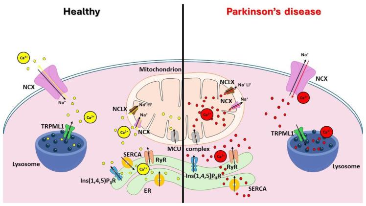 https://cdn.ncbi.nlm.nih.gov/pmc/blobs/75d3/11311461/9ce5190f08d2/cells-13-01301-g001.jpg