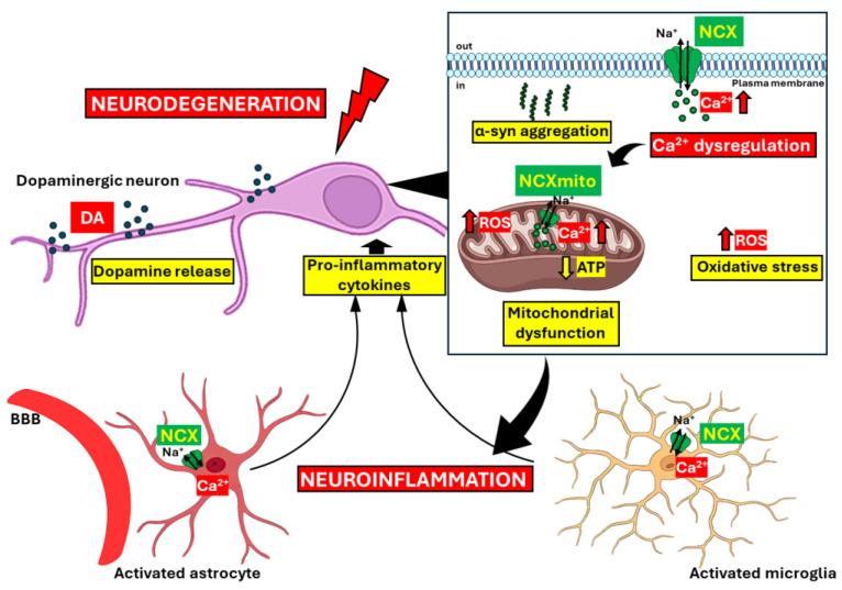 https://cdn.ncbi.nlm.nih.gov/pmc/blobs/75d3/11311461/ed79dc02efa6/cells-13-01301-g002.jpg