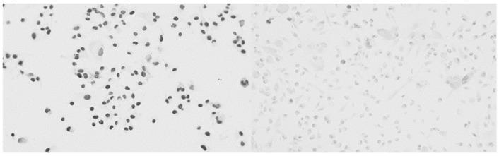 https://cdn.ncbi.nlm.nih.gov/pmc/blobs/75d5/12071605/b8c83a626466/ijms-26-03976-g004.jpg
