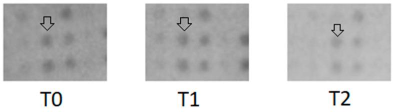 https://cdn.ncbi.nlm.nih.gov/pmc/blobs/75d5/12071605/fe101ed12ac4/ijms-26-03976-g002.jpg