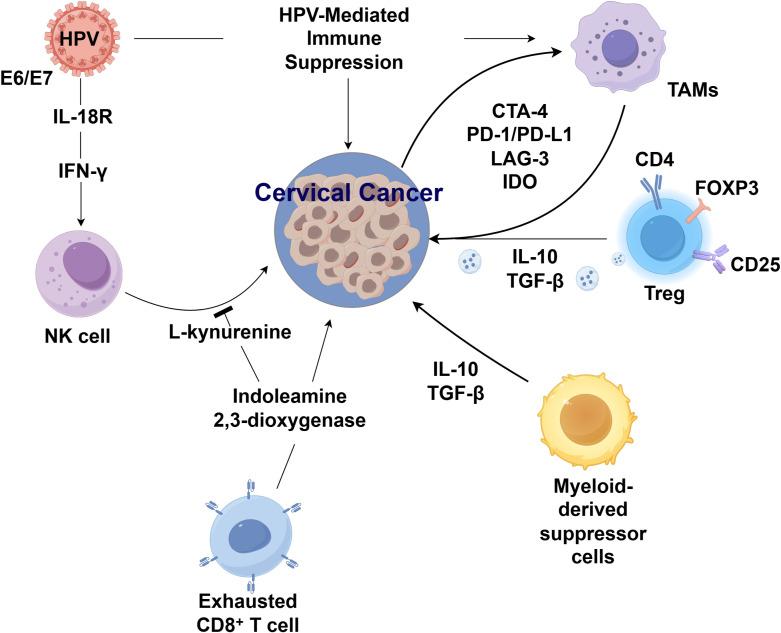 https://cdn.ncbi.nlm.nih.gov/pmc/blobs/75d9/12343561/53a9ed120cfa/fimmu-16-1645019-g001.jpg