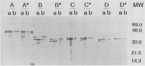 https://cdn.ncbi.nlm.nih.gov/pmc/blobs/75de/258918/4c6061734345/iai00046-0211-b.jpg