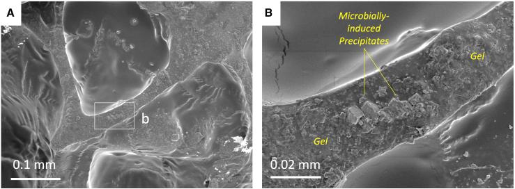https://cdn.ncbi.nlm.nih.gov/pmc/blobs/75de/7868992/621307305d8a/gr7.jpg