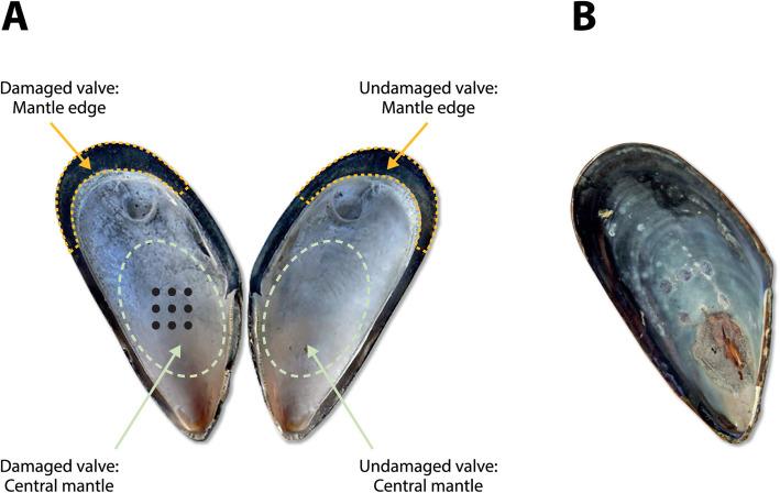 https://cdn.ncbi.nlm.nih.gov/pmc/blobs/75de/8194122/faa44fae6d8c/12864_2021_7751_Fig1_HTML.jpg