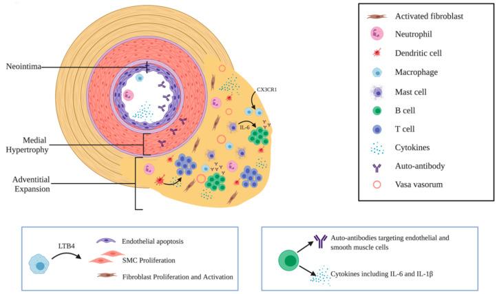 https://cdn.ncbi.nlm.nih.gov/pmc/blobs/75e1/7690279/7988126831be/cells-09-02338-g001.jpg