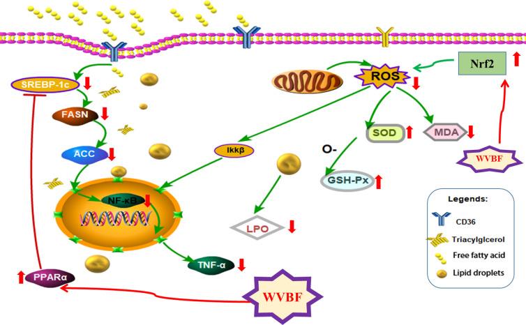 https://cdn.ncbi.nlm.nih.gov/pmc/blobs/75e3/7538785/61010da69f83/fphar-11-575772-g009.jpg