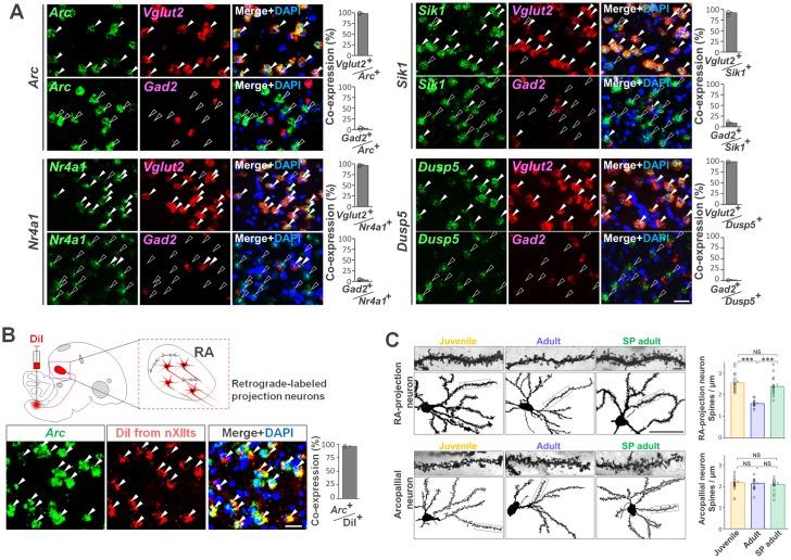 https://cdn.ncbi.nlm.nih.gov/pmc/blobs/75e7/6152990/482675237806/pbio.2006537.g005.jpg